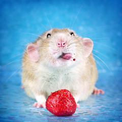 Rodent Ringtone