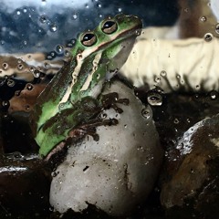 The Frog of Changes