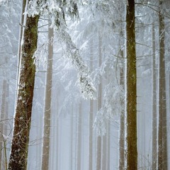 Moment musical n°5 (une forêt sous la neige)