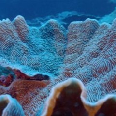 Variations for Worlds Below, for alto saxophone, percussion, and piano