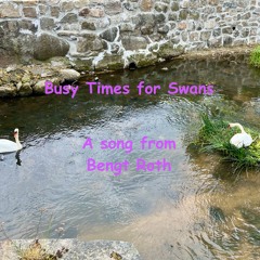 Busy Times for Swans - 2025-06-03 10.22