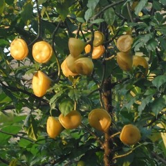 Selamat Hari Ibu 22 Desember 2020