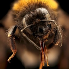 Bombus