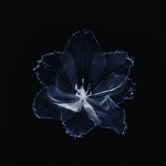 Flores azules (bandlab versión)