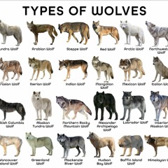 FUSION 2022 (Wolfsrudel)