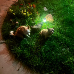 Division in the church