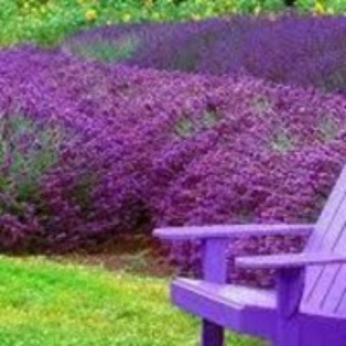 (Scuola) In Memoria... Covid 2019-2020-2021-2022