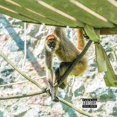 SPIDER MONKEY