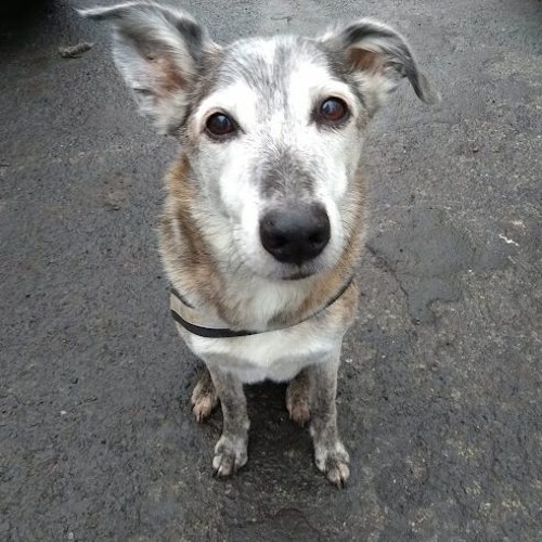 Too happy to play The Blues