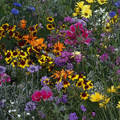 Wild Flower