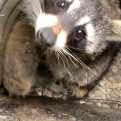 AAAC Wildlife Removal of San Antonio - Raccoon Trappers San Antonio
