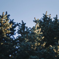 ZOONIDO - Prismas (Free Download)