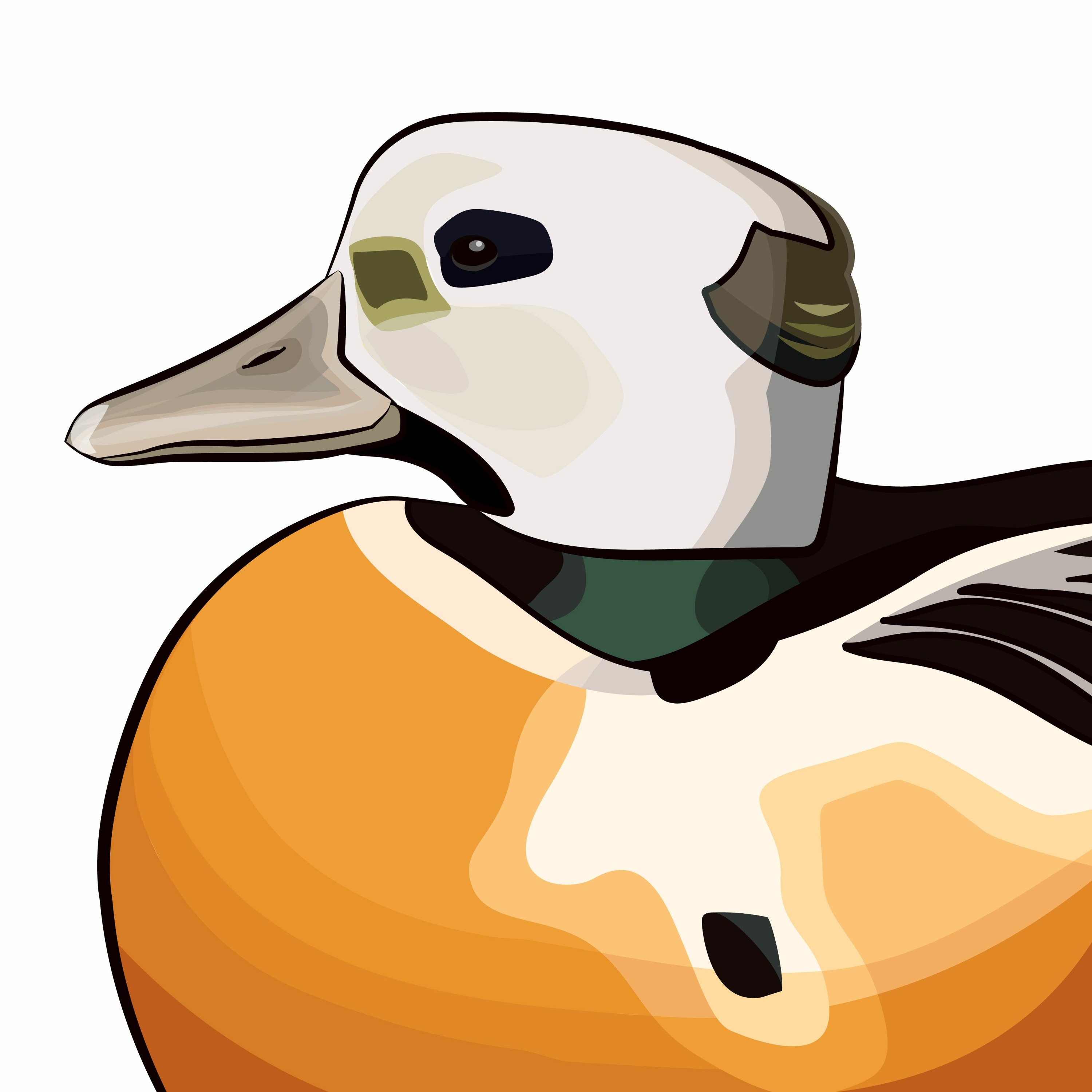 Pippipodden