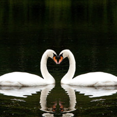 swan