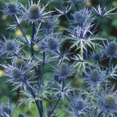 Eryngium