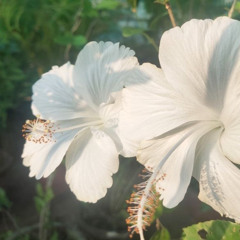 FLOWER POWER