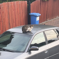 Jestem Fałszywy -experimental