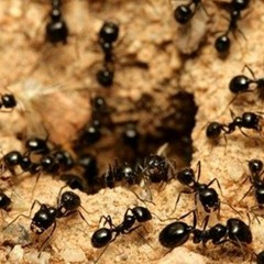 If ants had hammers and drills