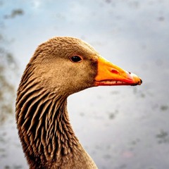 ty Juergen57BS 4 the duck picture 😎😎😎 also prod by methboiswag x silver