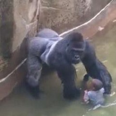 RIP HARAMBE FREESTYLE (PROD. N!CKN!TE)