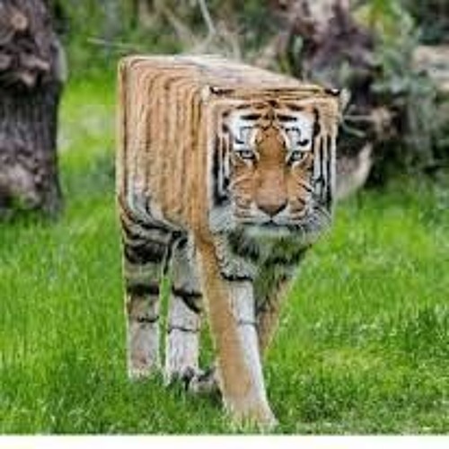 Funny animals