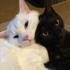 me and atone made plugg (atn2k)