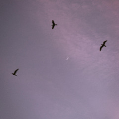 MORNING BIRDS - DEMO