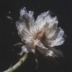 WILDFLOWER (Cavii Cover)
