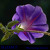 Artwork for Morning Glory