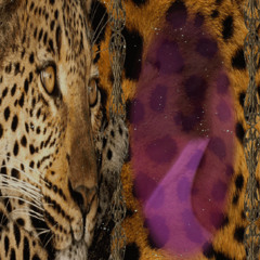 Molly (faint x radiate x soda) (SC EXCLUSIVE)