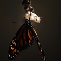 « The Birth of the Monarch Butterfly », piece in B major for symphonic orchestra
