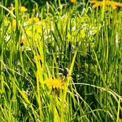 Improvisation_110525_Gentle