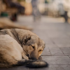 perritos
