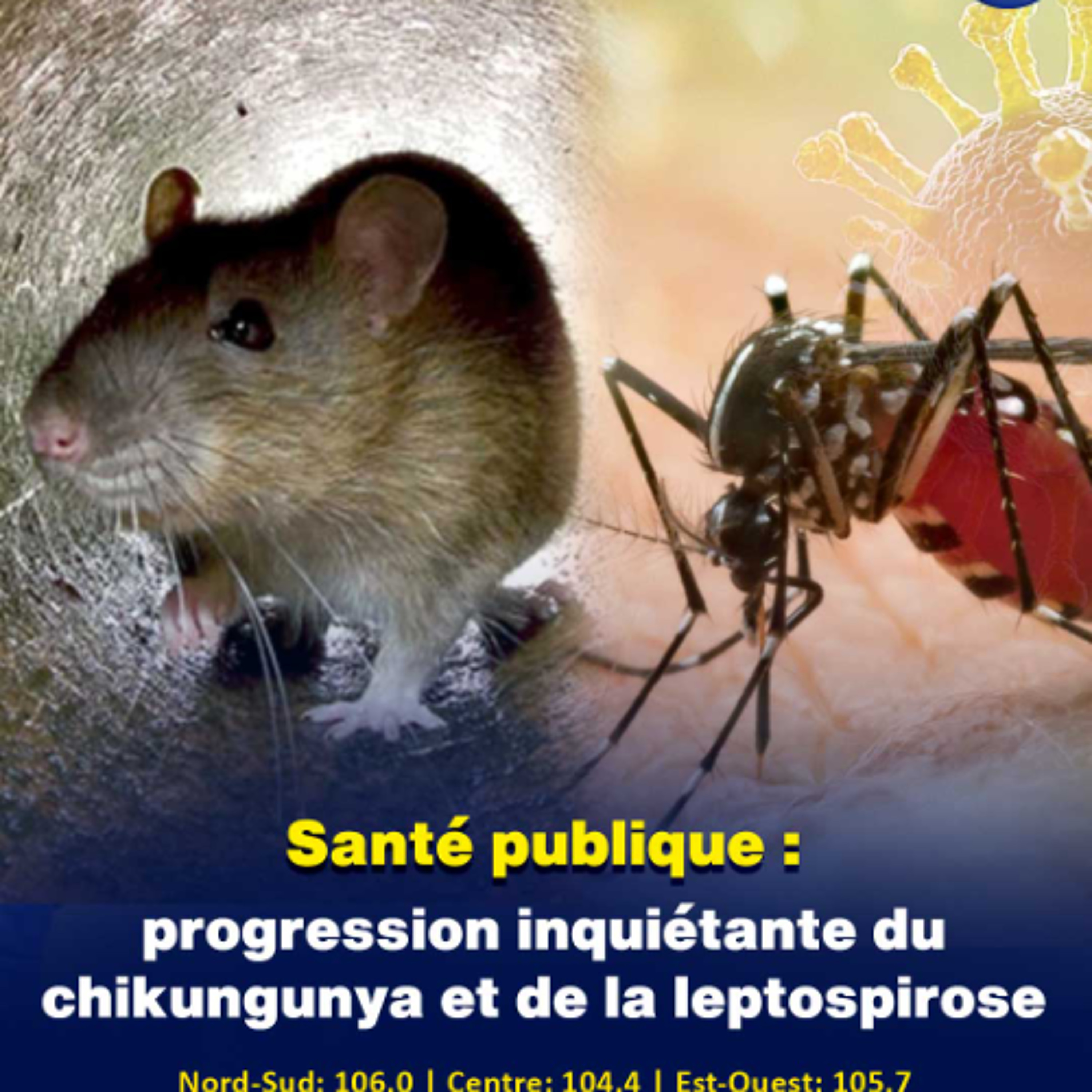 Santé publique : progression inquiétante du chikungunya et de la leptospirose