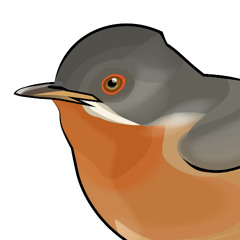 60: Från skogsgås till svartnäbbad tjäder