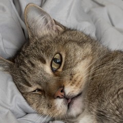 TestTest1.2 (raw in my living room).m4a