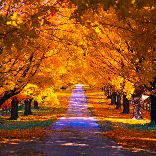 Autumn Dance (with live electronics)