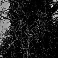 Evil Root