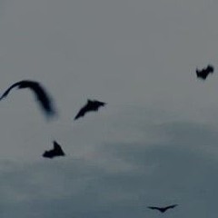 flying away