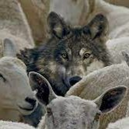 BlackSheepS - Wolves And Sheeps 155 D