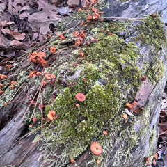 Dusty Memories Fade (Demo)