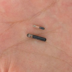 microchip jar - 5:11:20, 6.14 pm