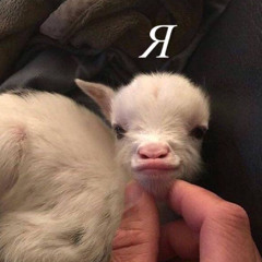 Вибач (prod. yoldze)