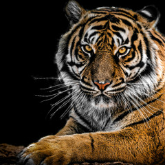 Animal  [Edit]