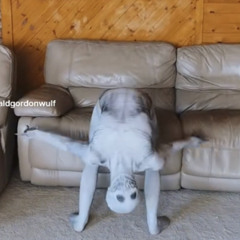 my money dont jiggle jiggle