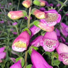 CUYAHOGA VALLEY DISPATCH NO. 1