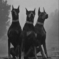 DOG SHIT
