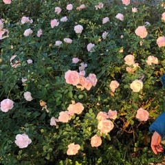 Rose Perfume (Prod. J.Topia)