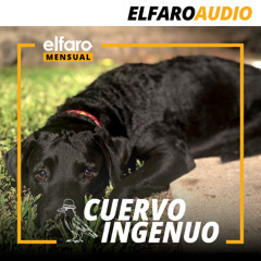 Cuervo ingenuo | Gusanos
