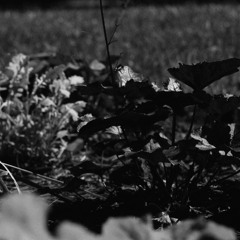 shadow